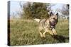 Border Terrier 09-Bob Langrish-Stretched Canvas