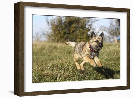 Border Terrier 09-Bob Langrish-Framed Photographic Print