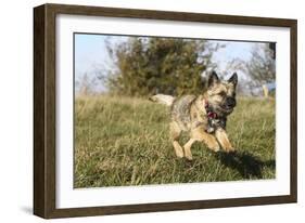 Border Terrier 09-Bob Langrish-Framed Photographic Print