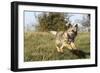 Border Terrier 09-Bob Langrish-Framed Photographic Print