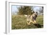 Border Terrier 09-Bob Langrish-Framed Photographic Print