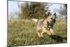 Border Terrier 09-Bob Langrish-Mounted Photographic Print