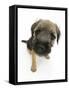 Border Terrier Bitch Pup, Rusty, 10 Weeks, Sitting-Mark Taylor-Framed Stretched Canvas