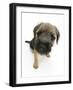 Border Terrier Bitch Pup, Rusty, 10 Weeks, Sitting-Mark Taylor-Framed Photographic Print