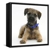 Border Terrier Bitch Puppy, Kes, Lying with Head Up-Mark Taylor-Framed Stretched Canvas
