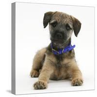 Border Terrier Bitch Puppy, Kes, Lying with Head Up-Mark Taylor-Stretched Canvas