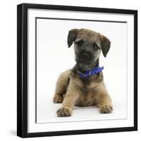 Border Terrier Bitch Puppy, Kes, Lying with Head Up-Mark Taylor-Framed Premium Photographic Print