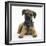 Border Terrier Bitch Puppy, Kes, Lying with Head Up-Mark Taylor-Framed Premium Photographic Print