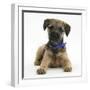 Border Terrier Bitch Puppy, Kes, Lying with Head Up-Mark Taylor-Framed Premium Photographic Print