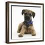Border Terrier Bitch Puppy, Kes, Lying with Head Up-Mark Taylor-Framed Photographic Print