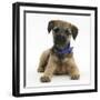 Border Terrier Bitch Puppy, Kes, Lying with Head Up-Mark Taylor-Framed Photographic Print