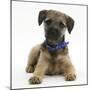Border Terrier Bitch Puppy, Kes, Lying with Head Up-Mark Taylor-Mounted Photographic Print