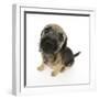 Border Terrier Bitch Puppy, Kes, Sitting and Looking Up-Mark Taylor-Framed Photographic Print