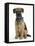 Border Terrier Bitch Puppy, Kes, Sitting-Mark Taylor-Framed Stretched Canvas