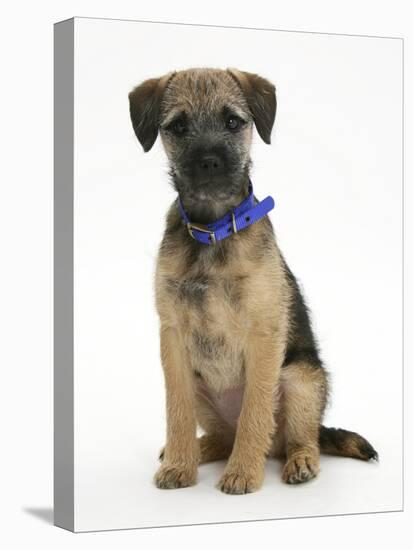 Border Terrier Bitch Puppy, Kes, Sitting-Mark Taylor-Stretched Canvas