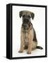 Border Terrier Bitch Puppy, Kes, Sitting-Mark Taylor-Framed Stretched Canvas