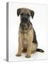 Border Terrier Bitch Puppy, Kes, Sitting-Mark Taylor-Stretched Canvas