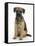 Border Terrier Bitch Puppy, Kes, Sitting-Mark Taylor-Framed Stretched Canvas