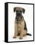 Border Terrier Bitch Puppy, Kes, Sitting-Mark Taylor-Framed Stretched Canvas