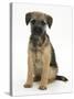 Border Terrier Bitch Puppy, Kes, Sitting-Mark Taylor-Stretched Canvas