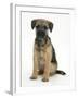 Border Terrier Bitch Puppy, Kes, Sitting-Mark Taylor-Framed Photographic Print