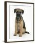 Border Terrier Bitch Puppy, Kes, Sitting-Mark Taylor-Framed Photographic Print