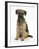 Border Terrier Bitch Puppy, Kes, Sitting-Mark Taylor-Framed Photographic Print