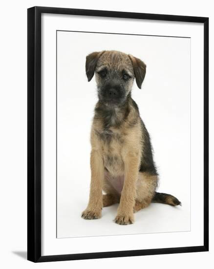 Border Terrier Bitch Puppy, Kes, Sitting-Mark Taylor-Framed Photographic Print