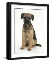 Border Terrier Bitch Puppy, Kes, Sitting-Mark Taylor-Framed Photographic Print