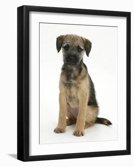 Border Terrier Bitch Puppy, Kes, Sitting-Mark Taylor-Framed Photographic Print