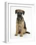 Border Terrier Bitch Puppy, Kes, Sitting-Mark Taylor-Framed Photographic Print