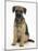 Border Terrier Bitch Puppy, Kes, Sitting-Mark Taylor-Mounted Photographic Print