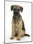 Border Terrier Bitch Puppy, Kes, Sitting-Mark Taylor-Mounted Photographic Print