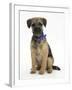 Border Terrier Bitch Puppy, Kes, Sitting-Mark Taylor-Framed Photographic Print