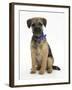 Border Terrier Bitch Puppy, Kes, Sitting-Mark Taylor-Framed Photographic Print