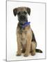 Border Terrier Bitch Puppy, Kes, Sitting-Mark Taylor-Mounted Photographic Print