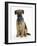 Border Terrier Bitch Puppy, Kes, Sitting-Mark Taylor-Framed Photographic Print