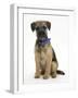 Border Terrier Bitch Puppy, Kes, Sitting-Mark Taylor-Framed Photographic Print