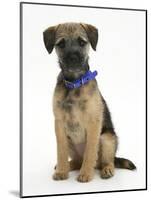 Border Terrier Bitch Puppy, Kes, Sitting-Mark Taylor-Mounted Photographic Print