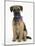 Border Terrier Bitch Puppy, Kes, Sitting-Mark Taylor-Mounted Photographic Print