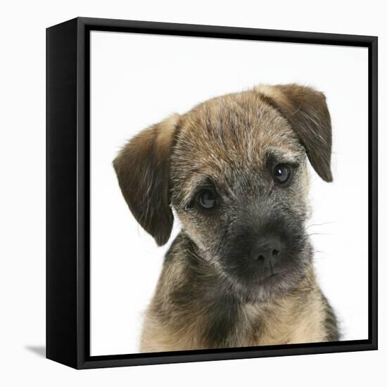 Border Terrier Bitch Puppy, Kes, with Head Cocked on One Side-Mark Taylor-Framed Stretched Canvas