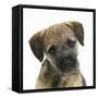 Border Terrier Bitch Puppy, Kes, with Head Cocked on One Side-Mark Taylor-Framed Stretched Canvas