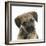 Border Terrier Bitch Puppy, Kes, with Head Cocked on One Side-Mark Taylor-Framed Photographic Print