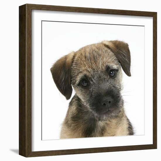 Border Terrier Bitch Puppy, Kes, with Head Cocked on One Side-Mark Taylor-Framed Photographic Print