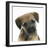 Border Terrier Bitch Puppy, Kes, with Head Cocked on One Side-Mark Taylor-Framed Photographic Print