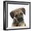 Border Terrier Bitch Puppy, Kes, with Head Cocked on One Side-Mark Taylor-Framed Photographic Print