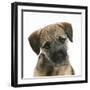 Border Terrier Bitch Puppy, Kes, with Head Cocked on One Side-Mark Taylor-Framed Photographic Print