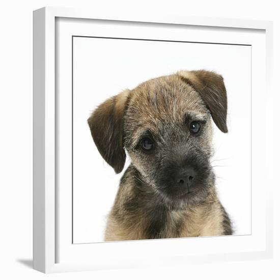 Border Terrier Bitch Puppy, Kes, with Head Cocked on One Side-Mark Taylor-Framed Photographic Print