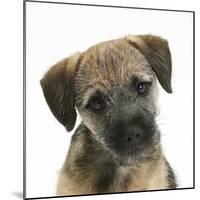 Border Terrier Bitch Puppy, Kes, with Head Cocked on One Side-Mark Taylor-Mounted Photographic Print