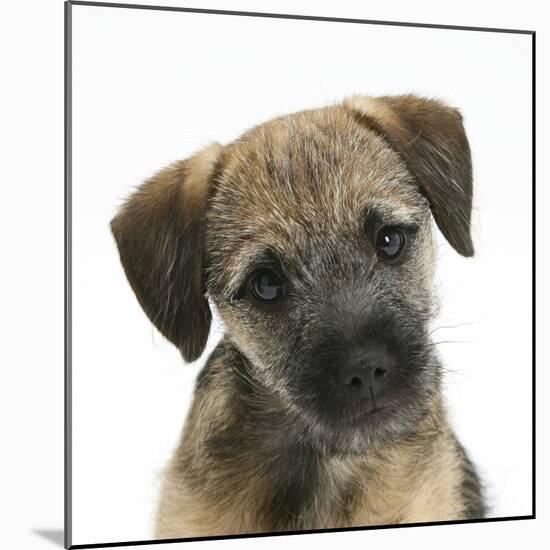 Border Terrier Bitch Puppy, Kes, with Head Cocked on One Side-Mark Taylor-Mounted Photographic Print